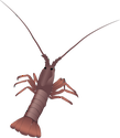 Illustration of a Rock lobster