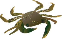 Illiustration of Pachygraspus marmoratus (Marbled Rock Crab)