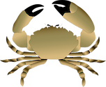 Illustration of Menippe mercenaria (Florida Stone Crab)