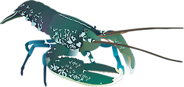Illustration of Homarus gammarus (European Lobster)