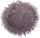 Illustration of Lytechinus variegatus (Variegated Sea Urchin)