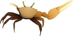 Illustration of Uca thayeri (Mangrove Fiddler Crab)