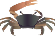 Illustration of Uca annulipes (Mangrove Fiddler Crab)