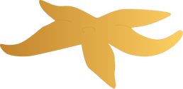 Illustration of an orange seastar