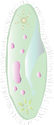 Illustration of Paramecium aurelia (Ciliate)