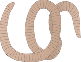 Illustration of segmented worm
