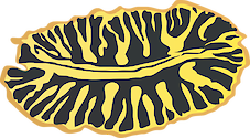 Illustration of Pseudoceros dimidiatus (Divided Flatworm)
