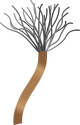 Illustration of feather duster worm