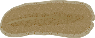 Illustration of Stylochus ellipticus (Flat Worm)