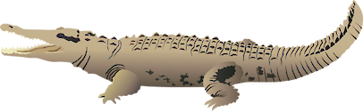 Illustration of Crocodylus acutus (American Crocodile)