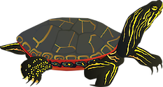 Illustration of Chrysemys picta (Painted Turtle)