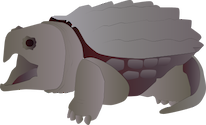 Illustration of a snapping turtle
