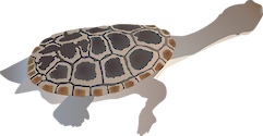 Illustration of Chelodina oblonga (Oblong Turtle)