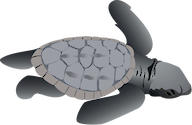 Illustration of a Loggerhead turtle hatchling