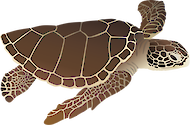 Illustration of an adult Loggerhead turtle