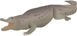 Illustration of Alligator mississippiensis (American Alligator)
