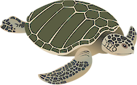 Illustration of Lepidochelys kempii (Kemp's Ridley Sea Turtle)