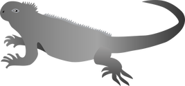 Illustration of an Iguana