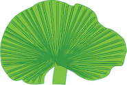 Illustration of Chlorodesmis spp. (Turtle Weed)
