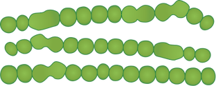 Illustration of Chaetomorpha spp. microscopic view