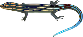 Illustration of Eumeces fasciatus (American Five-lined Skink)