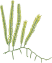 Illustration of Caulerpa taxifolia