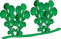 Illustration of Caulerpa racemosa