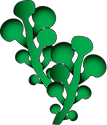 Illustration of Caulerpa racemosa