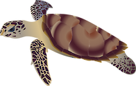 Illustration of Eretmochelys imbricata (Hawksbill Turtle) adult