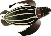 Illustration of a Dermochelys coriacea (Leatherback Turtle) hatchling