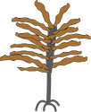 Illustration of Ecklonia radiata