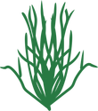 Illustration of chlorophyta