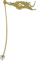 Illustration of Nereocystis pyrifera (Bull Kelp)