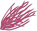 Illustration of Laurencia spp.