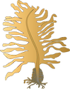 Illustration of Undaria pinnatifida (Wakame)