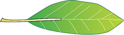 Illustration of Avicennia marina (Grey Mangrove) leaf