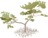Illustration of Avicennia germinans (Black Mangrove)