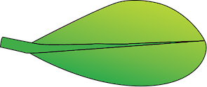 Illustration of Aegiceras corniculatum leaf
