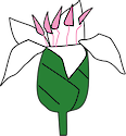 Illustration of Aegiceras corniculatum flower