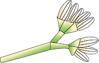 Illustration of Ceriops australis flower