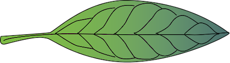 Illustration of Bruguiera gymnorrhiza leaf