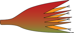 Illustration of Bruguiera gymnorrhiza flower