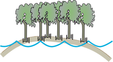 Illustration of mangrove loss effects