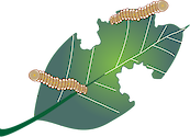 Illustration of insect damage effects on mangroves