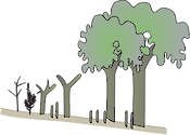 Illustration of ecotone shift effects on mangroves