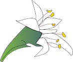 Illustration of Lumnitzera racemosa flower