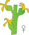 Illustration of Excoecaria agallocha female flower