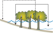Illustration of zonal shift effects on mangroves