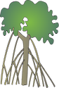 Illustration of Rhizophora mucronata