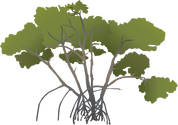 Illustration of Rhizophora mangle (Red Mangrove)